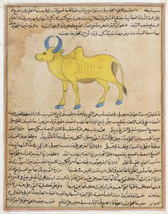 Zébu, illustration de 